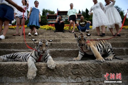 僑洋實(shí)業(yè)環(huán)形變壓器廠家?guī)銍^“遛老虎“啦！